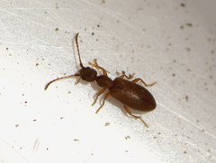 Tenebrionoidea