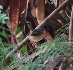 Prinia socialis