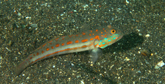 Valenciennea puellaris