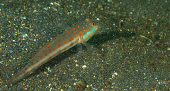 Valenciennea puellaris