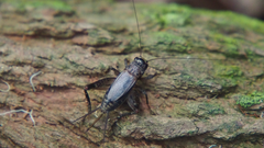 Loxoblemmus equestris