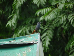 Phoenicurus fuliginosus