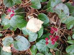 Pyrola asarifolia