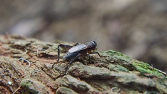 Loxoblemmus equestris