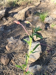Oenothera pubescens