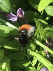 Bombus alpinus