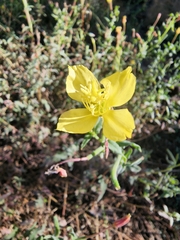 Oenothera pubescens