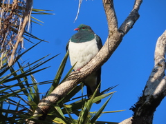 Hemiphaga novaeseelandiae