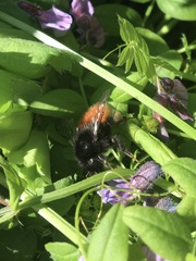 Bombus alpinus