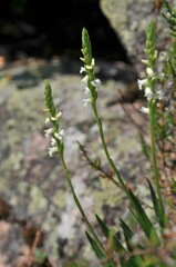 Spiranthes aestivalis