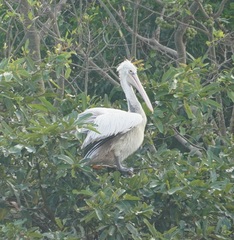 Pelecanus philippensis