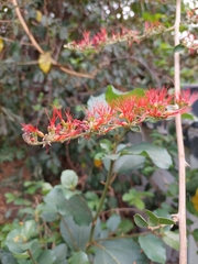 Combretum microphyllum