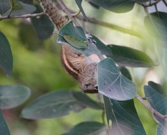 Funambulus palmarum