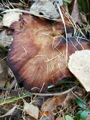 Tricholoma fulvum