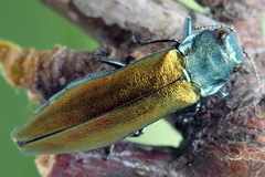 Agrilus subauratus