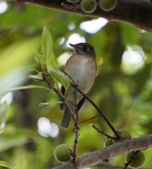 Muscicapa muttui
