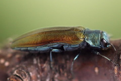 Agrilus subauratus