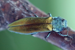 Agrilus subauratus