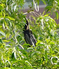 Anhinga melanogaster