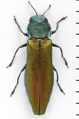 Agrilus subauratus
