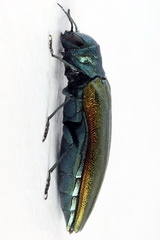 Agrilus subauratus