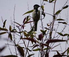Parus cinereus