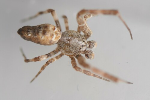 Social House Spider photo 3