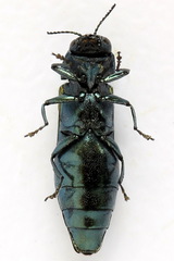 Agrilus subauratus