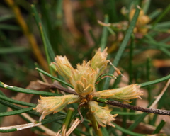 Banksia spinulosa