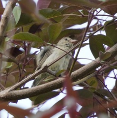 Dicaeum erythrorhynchos