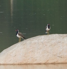 Vanellus indicus