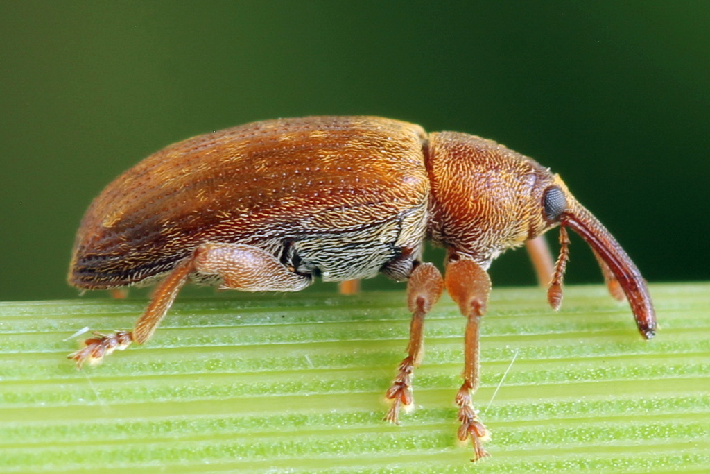Dorytomus tortrix