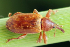 Dorytomus tortrix