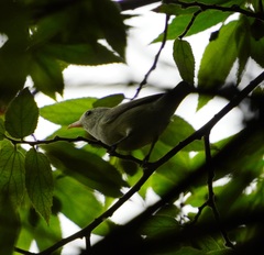 Dicaeum erythrorhynchos