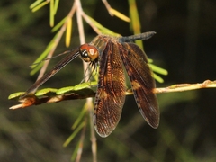 Rhyothemis obsolescens