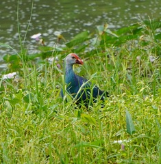 Porphyrio poliocephalus