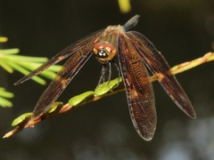 Rhyothemis obsolescens