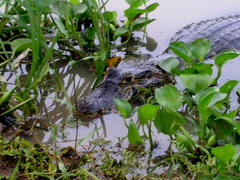 Caiman yacare