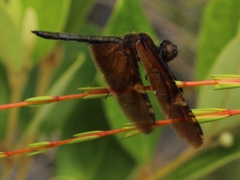Rhyothemis obsolescens