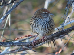 Poodytes punctatus punctatus