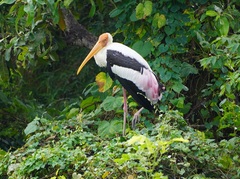 Mycteria leucocephala