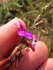 Polygala garcinii