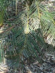 Macrozamia communis