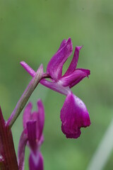 Anacamptis laxiflora