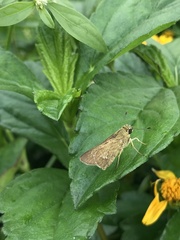 Pelopidas mathias