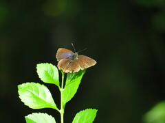 Heliophorus