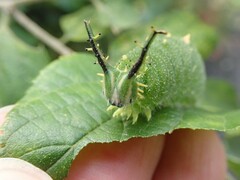 Hestina assimilis assimilis