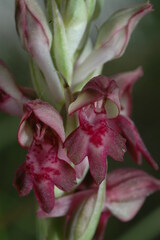 Anacamptis coriophora fragrans