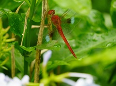 Tholymis tillarga