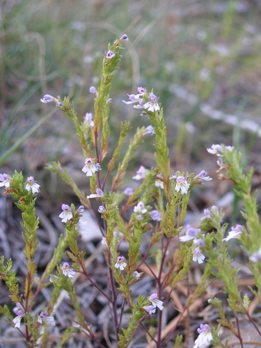 Euphrasia illyrica